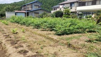 小さな山菜屋敷
